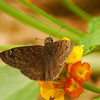 mainerock > Horace's Duskywing