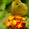 mainerock > Cabbage White on lantana