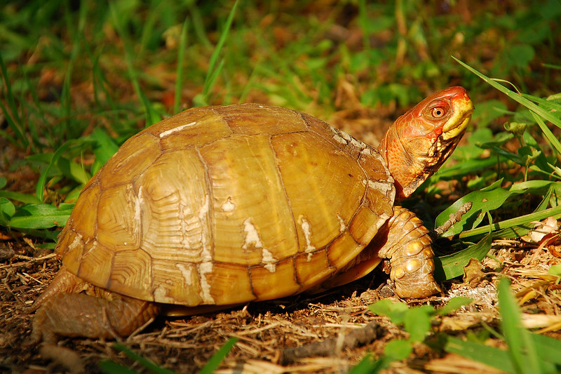 mainerock > 5/25/08  This turtle was just cruising across my yard today.  I have no idea where he came from, or where he has now disappeared to.  I think it's a Three-toed Box Turtle.