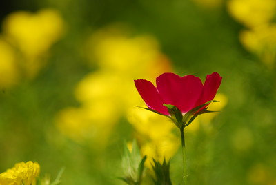 Flowers and Butterflies photo