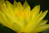mainerock > Yellow Pond Lily