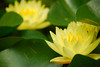 mainerock > Constantly on the hunt for the perfect pond lily picture!