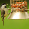 mainerock > Carolina Chickadee