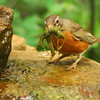 mainerock > Mrs. (or Mr.) Robin helping me keep my waterfall clean!
