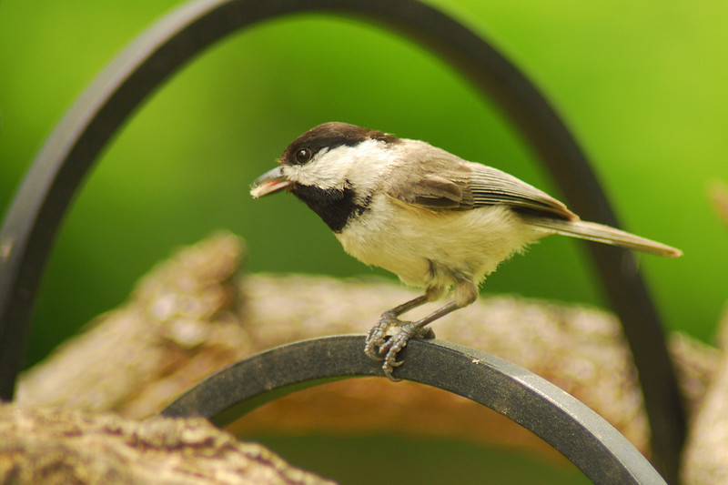 mainerock > Carolina Chickadee
