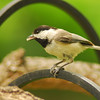 mainerock > Carolina Chickadee