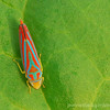 mainerock > Flowers and Butterflies photo