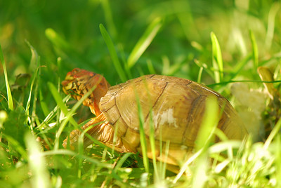 6/1/2008  One week later and Turtle is still in the yard.  This evening I got to watch him come out into the grass and munch a little.