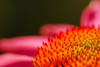 mainerock > Flowers and Butterflies photo