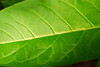 mainerock > Flowers and Butterflies photo