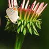 mainerock > Butterflies and Other Flying Things In My Yard photo