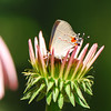 mainerock > Butterflies and Other Flying Things In My Yard photo