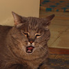 mainerock > I want fresh kibbles now!