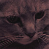 mainerock > Toby and Sadalia Jane photo