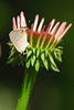 mainerock > Flowers and Butterflies photo