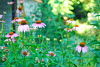 mainerock > Flowers and Butterflies photo