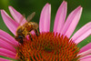 mainerock > Flowers and Butterflies photo