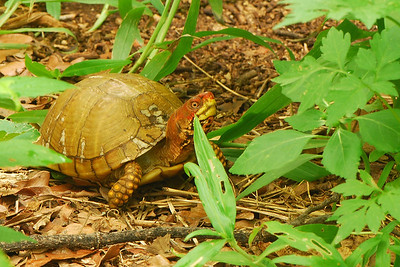 6/9/2008  Turtle is still hanging out.