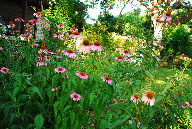 mainerock > Flowers and Butterflies photo