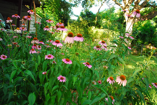 mainerock > Flowers and Butterflies photo
