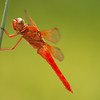 mainerock > Red Dragonfly