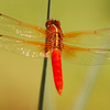 mainerock > Red Dragonfly