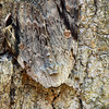 mainerock > Camoflaged Moth