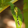 mainerock > Green Dragonfly