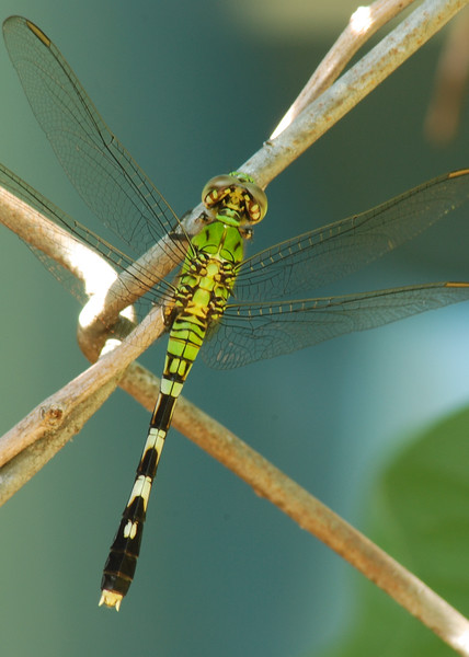 mainerock > Green Dragonfly