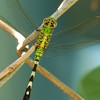 mainerock > Green Dragonfly