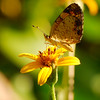 mainerock > Butterflies and Other Flying Things In My Yard photo
