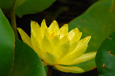 Flowers and Butterflies photo