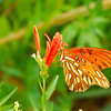mainerock > Gulf Fritillary