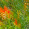 mainerock > Ghost Butterfly--I forgot to check my camera settings before I shot this picture.  The shutter speed was set too slow, but I rather like the effect.
