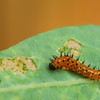 mainerock > Gulf Fritillary Larva