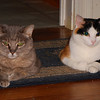 mainerock > Bookend Kitties
