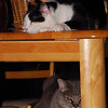 mainerock > Toby and Sadalia Jane photo