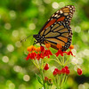 mainerock > Monarch on Butterfly Weed