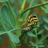 Black Swallowtail Caterpillar