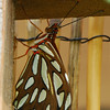 Butterflies and Other Flying Things In My Yard : In the Spring of 2007 I planted a butterfly garden in my yard in Fort Worth, TX.  I had over 30 different kinds of butterflies in the first year.  It's my goal to get good photos of them all!