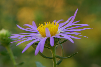 Mostly Flowers photo