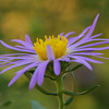 mainerock > Mostly Flowers photo